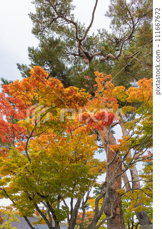 日本北海道函館五稜郭公園的秋葉 111667672