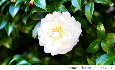 Blooming white and pink azaleas 111667725