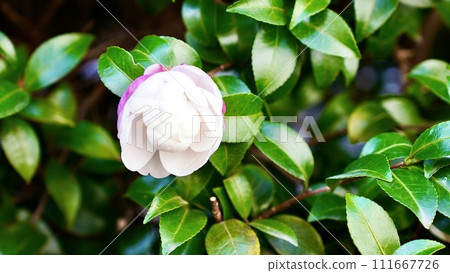 Blooming white and pink azaleas 111667726