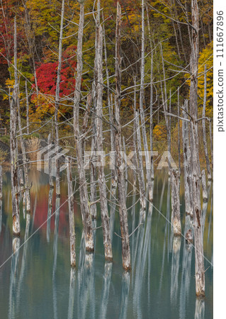 Withered larch tree and autumn leaves at the blue pond in Shirokane, Biei-cho, Kamikawa-gun, Hokkaido, Japan 111667896
