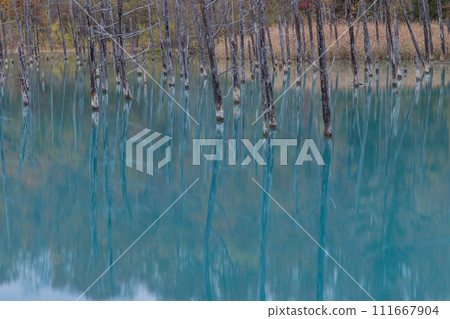 Withered larch tree and autumn leaves at the blue pond in Shirokane, Biei-cho, Kamikawa-gun, Hokkaido, Japan 111667904