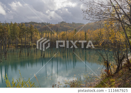 Withered larch tree and autumn leaves at the blue pond in Shirokane, Biei-cho, Kamikawa-gun, Hokkaido, Japan 111667925