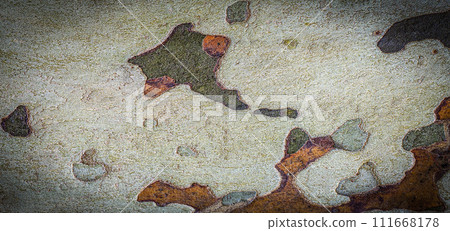 Sycamore texture tree bark. Selective focus Sycamore texture tree bark. Selective focus 111668178