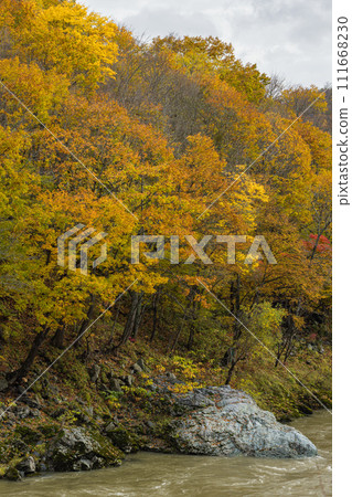 Autumn leaves and Ishikari River at Kamuikotan in Asahikawa City, Hokkaido, Japan 111668230