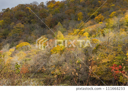 日本北海道旭川市 Kamuikotan 的秋葉和石漾河 111668233
