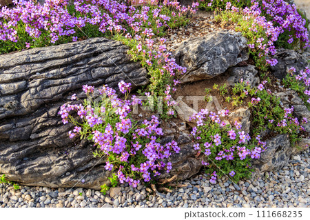 Purple flowers of Aubrieta pinardii in garden at spring 111668235