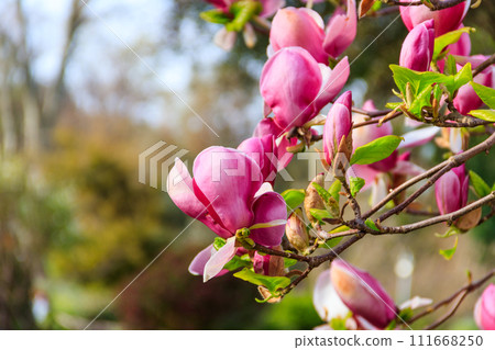 Beautiful blooming pink magnolia tree in park Beautiful blooming pink magnolia tree in park 111668250