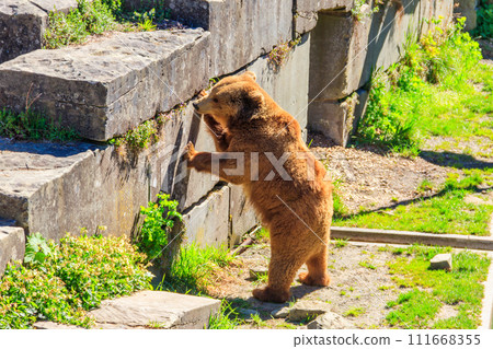 Bear in Bear Pit in Bern, Switzerland. Bear is a symbol of Bern city Bear in Bear Pit in Bern, Switzerland. Bear is a symbol of Bern city 111668355