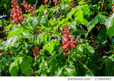 Blooming red horse-chestnut (Aesculus carnea) at spring 111668401