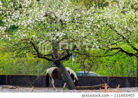 Pony under blooming apple tree in garden at spring 111668405