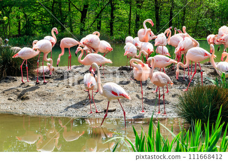 Flock of lesser flamingos (Phoenicoparrus minor) in a lake Flock of lesser flamingos (Phoenicoparrus minor) in a lake 111668412