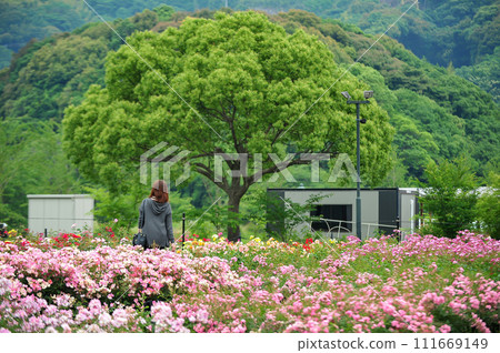 Woman walking alone in flower garden Woman walking alone in flower garden 111669149