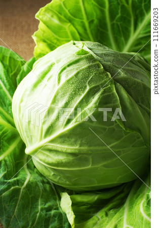 cabbage cabbage 111669203