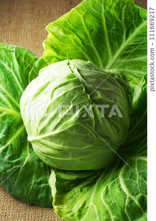 捲心菜 捲心菜 111669217