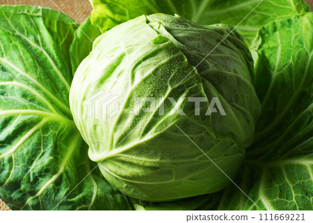 cabbage cabbage 111669221