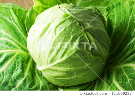 cabbage cabbage 111669222