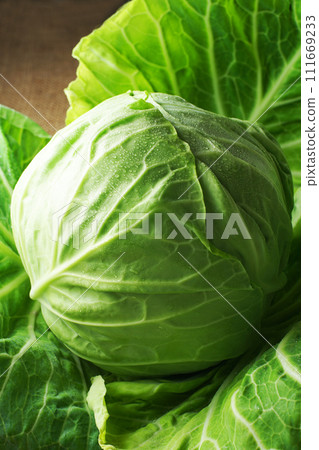 捲心菜 捲心菜 111669233