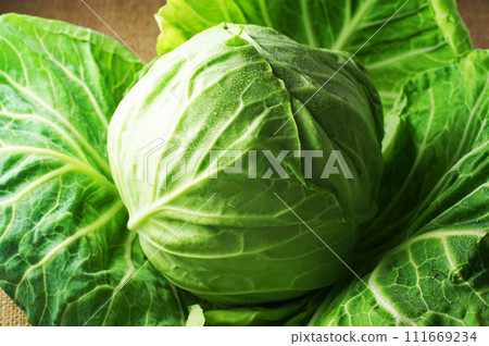 cabbage cabbage 111669234