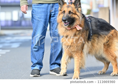 德國牧羊犬 牧羊犬 德國牧羊犬 牧羊犬 111669360