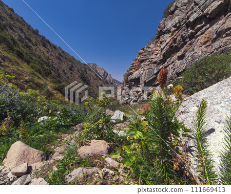 blooming flowers in Kaskasu gorge in the Tien Shan mountains in Kazakhstan in summer blooming flowers in Kaskasu gorge in the Tien Shan mountains in Kazakhstan in summer 111669413