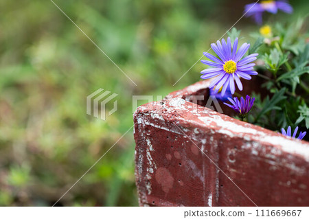 園藝 園藝 111669667