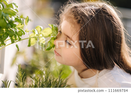 Cute little girl sniffs basil leaves on balcony. Portrait of adorable girl gardening outdoors 111669784