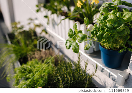 A flowerpot with seedlings of plants and various greens under the window on the terrace 111669839