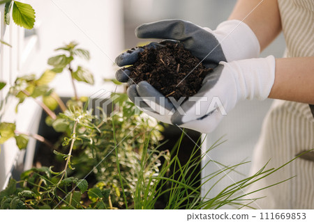 Close-up of two hands carrying potting seedlings to be planted into the soil. 111669853