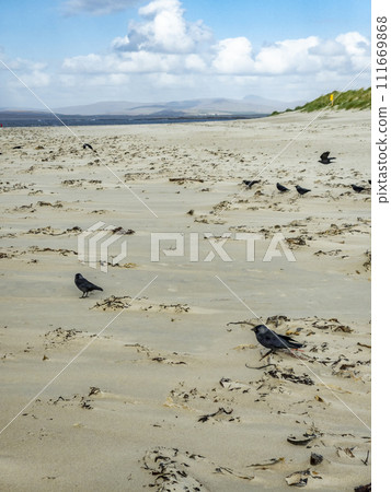 Hooded crows, Corvus cornix, collecting twigs on beach in Ireland Hooded crows, Corvus cornix, collecting twigs on beach in Ireland 111669868