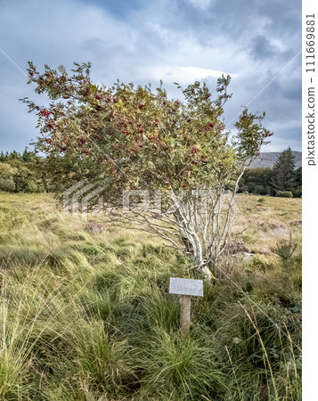 Rowan tree and sign explaining it irish and english including translation Rowan tree and sign explaining it irish and english including translation 111669881