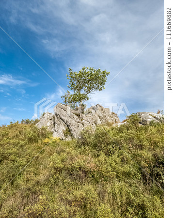 Tree growing on a rock in Ireland 111669882