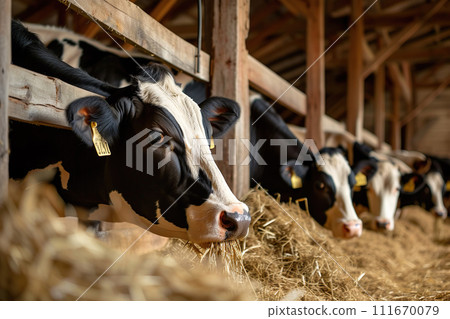 AI-generated content. Dairy cows munching on hay in a barn as working animals 111670079
