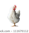 雞 111670112