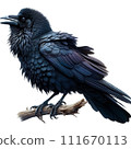 烏鴉 111670113