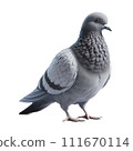 鴿子 111670114