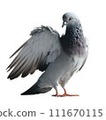鴿子 111670115