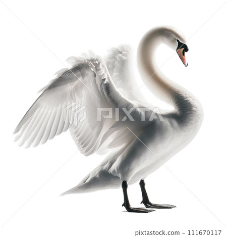 天鵝 111670117