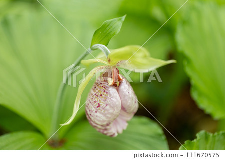 熊花 熊花 111670575
