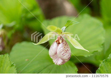 熊花 熊花 111670576