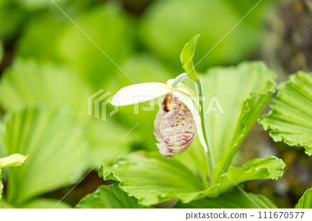 熊花 熊花 111670577