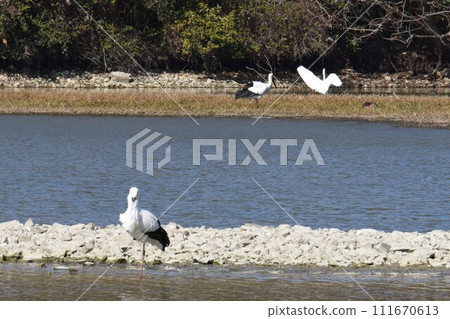 Welcome back Stork, Itami City, Konyoike Park, re-flying Welcome back Stork, Itami City, Konyoike Park, re-flying 111670613