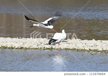 歡迎回來鸛鳥，伊丹市，錦陽池公園，重新飛行 111670664