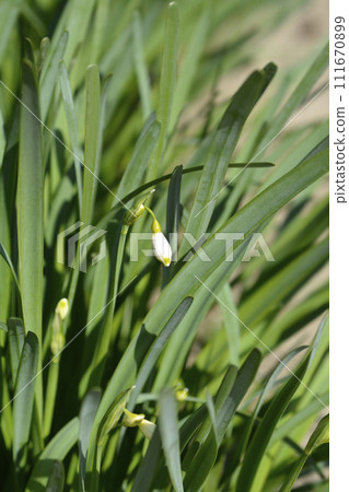 Summer snowflake 111670899