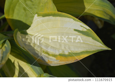 Plantain lily Orange Marmelade 111670915