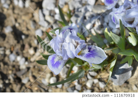 Iris Bonnie Babe 111670918