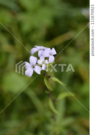 Coralroot bittercress 111670923