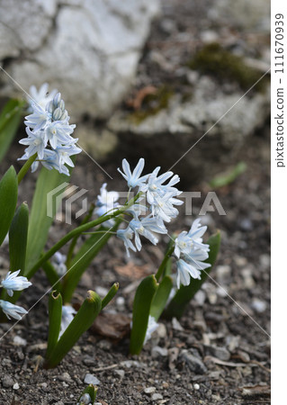 Striped squills 111670939