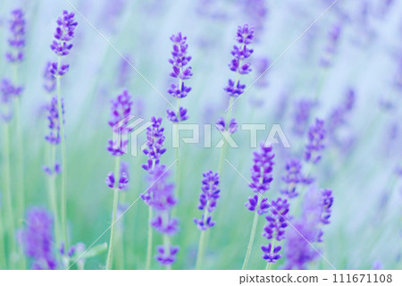 薰衣草在盛開的開始 薰衣草在盛開的開始 111671108