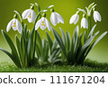 Blooming snowdrops on a green background. White spring flowers. 111671204