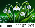 Blooming snowdrops on a green background. White spring flowers. 111671205